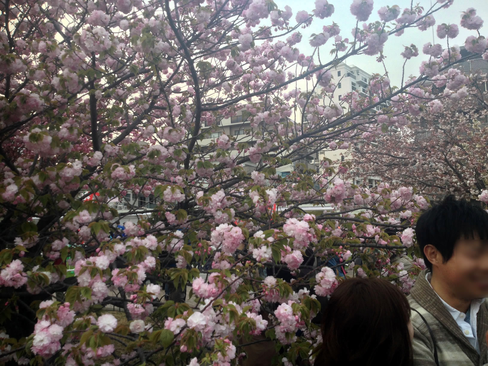 2014年の造幣局桜の通り抜け05 2014年の造幣局桜の通り抜け05